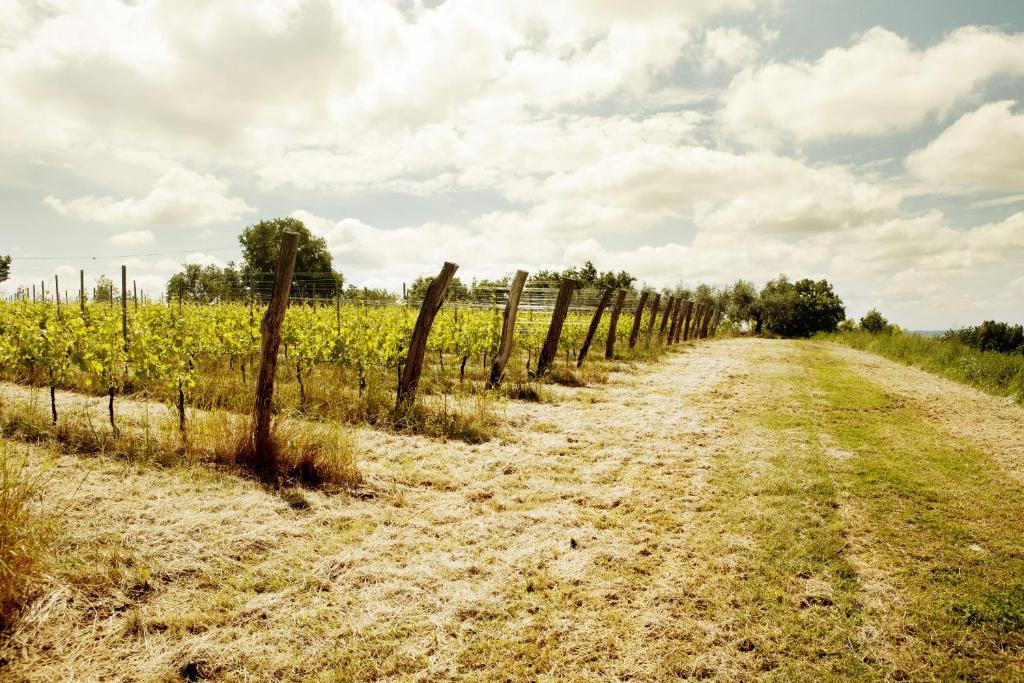 Agriturismo L'Uva E Le Stelle Faedis Eksteriør bilde